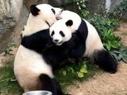 208 Panda Ikut Tes Corona di China