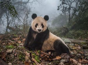 Deretan Foto Natural World Photography Terbaik 2020 (2)