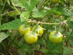 5 Tumbuhan Mematikan Ini Bentuknya Mirip Makanan