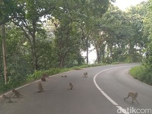 Ratusan Monyet Invasi Ruas Jalan Alas Roban Batang