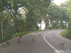 Ratusan Monyet Invasi Ruas Jalan Alas Roban Batang