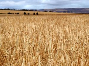 Australia Akan Adukan China ke WTO soal Tarif Impor Gandum