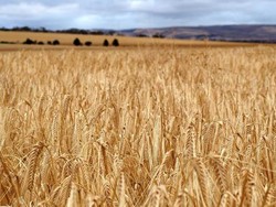 China Bantah Persulit Produk Australia karena Desak Penyelidikan COVID-19