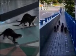 Ketika Keluarga Berang-berang Mampir ke Rumah Sakit