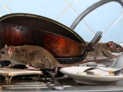 Cara Praktis Usir Tikus Agar Ramadhan #DiRumahAja Makin Nyaman