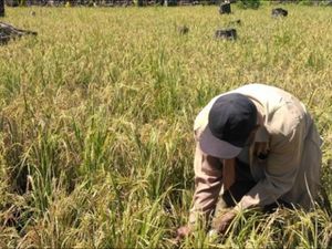 Erick Thohir Mau Bikin Klaster Pangan, Ekonom: Di Atas Kertas Bagus