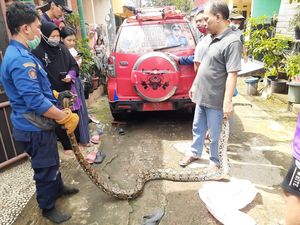 Dipergoki Mangsa Ayam, Ular 3 Meter di Bogor Kabur ke Sela Tembok Warga