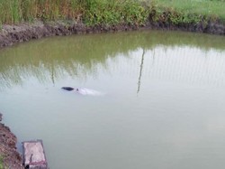 Kejar Layang-layang Putus, 2 Bocah Sidoarjo Ditemukan Terapung di Kolam Pancing