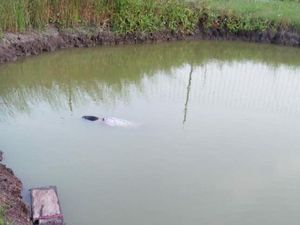 Kejar Layang-layang Putus, 2 Bocah Sidoarjo Ditemukan Terapung di Kolam Pancing Kejar Layang-layang Putus, 2 Bocah Sidoarjo Ditemukan Terapung di Kolam Pancing