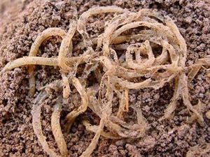 Begini Penampakan Mie hingga Mentega Berusia 5.000 Tahun