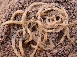 Begini Penampakan Mie hingga Mentega Berusia 5.000 Tahun