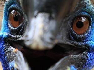 6 Burung Ini Dianggap Paling Berbahaya di Dunia, Nomor 1 Juga Hidup di Indonesia 6 Burung Ini Dianggap Paling Berbahaya di Dunia, Nomor 1 Juga Hidup di Indonesia
