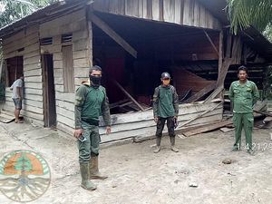Kawanan Gajah Liar Masuk Desa di Riau, Rumah dan Kebun Sawit-Nanas Rusak