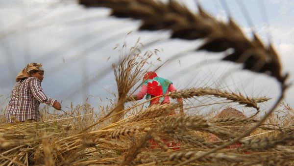 Petani Nepal Panen Gandum di Tengah Kurangnya Pekerja