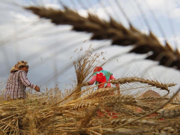 Petani Nepal Panen Gandum di Tengah Kurangnya Pekerja