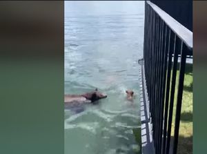 Begitu Baik Aksi Mama Beruang ke Anaknya Ini