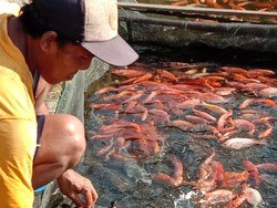 Bantu Peternak, PNS Sleman Beli Ikan Langsung dari Kolam