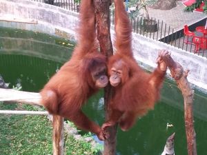 Metode Ini Jamin Pakan Satwa di Lembaga Konservasi Saat Corona