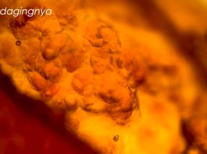 Penampakan Air Zam-zam di Mikroskop dan Ke Luar Negeri Demi Ngidam Makanan