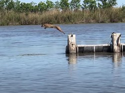 Ketika Manusia Takjub Melihat Kucing Hutan Melompat