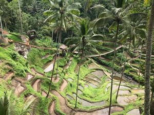 Subak Bali: Pengertian, Sejarah, dan Tujuh Keterikatan Orang Bali Subak Bali: Pengertian, Sejarah, dan Tujuh Keterikatan Orang Bali