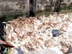 Viral Video Seribuan Bangkai Ayam Dibuang di Sungai Wegil Pati