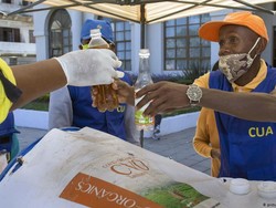 Tanaman Herbal Artemisia Obat Mujarab untuk COVID-19?