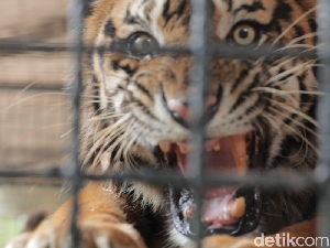 Mimpi Buruk Taman Safari dan Bonbin di Indonesia