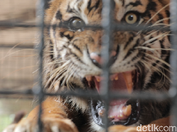 Mimpi Buruk Taman Safari dan Bonbin di Indonesia