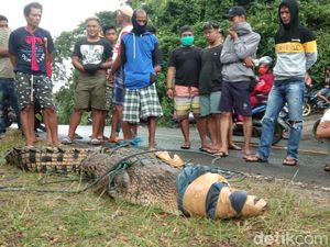 Buaya Muara 3 Meter di Parepare Ditangkap Warga, Pernah Gigit Orang!
