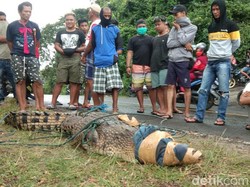 Kerap Mangsa Ternak, Buaya Muara 3 Meter di Parepare Ditangkap Warga