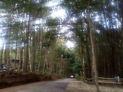 Foto: Hutan Pinus yang Asri & Sejuk di Yogyakarta