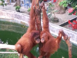 Dampak Covid-19, Menteri LHK: Kelola Kebun Binatang Harus Tahu Satwa