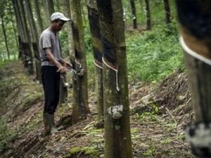 Basuki Tambah Rp 20 M Lagi Beli Karet Campuran Aspal dari Petani Basuki Tambah Rp 20 M Lagi Beli Karet Campuran Aspal dari Petani