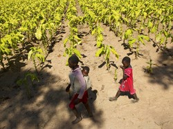Nah Lho! Raksasa Rokok Dunia Ketahuan Bayar Suap di Afrika