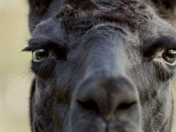 Antibodi Winter, llama Betina Diharap Bisa Jadi Kunci Pencarian Obat Corona