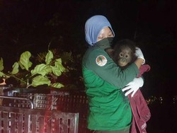 Bayi Orangutan Berhasil Diselamatkan Setelah Pemiliknya Takut Tertular Corona