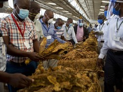 Industri Hasil Tembakau Pincang, karena Apa?