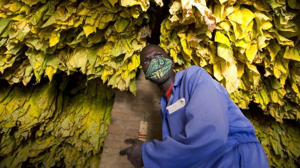 Tembakau, Bahan Baku Rokok Ini Dijadikan Vaksin Corona