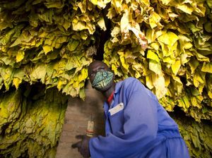 Tembakau, Bahan Baku Rokok Ini Dijadikan Vaksin Corona