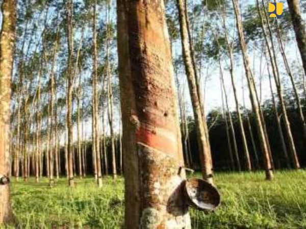 Kado buat Petani Karet Biar Bertahan di Tengah Corona