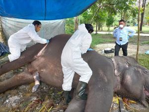 Gajah Sumatera Jantan Usia 32 Tahun Mati Mendadak di Bonbin Riau