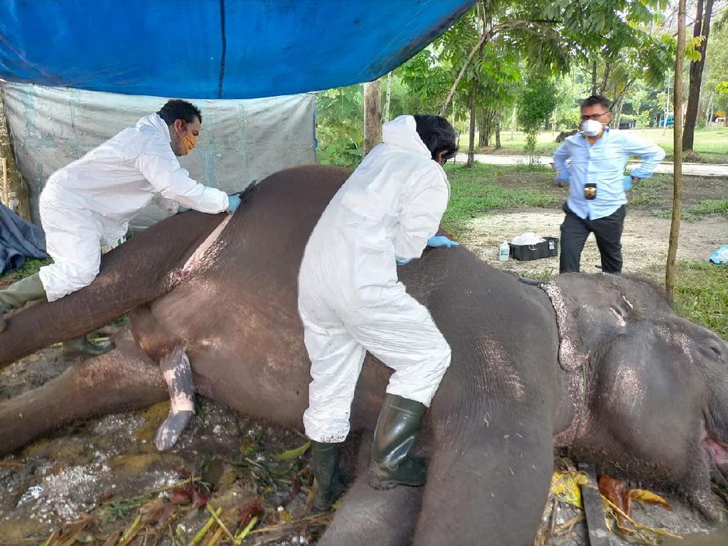 Gajah Sumatera Jantan Usia 32 Tahun Mati Mendadak di Bonbin Riau Gajah Sumatera Jantan Usia 32 Tahun Mati Mendadak di Bonbin Riau