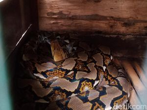 Ular Piton Bermunculan di Perkampungan Klaten, Sudah 5 Ekor Ditangkap