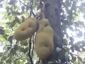 Nangka Terbesar di Dunia Ini Beratnya 51.4 Kg