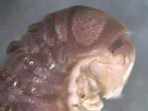 Keren! Ilmuwan Temukan Spesies Parasit Baru Lewat Twitter