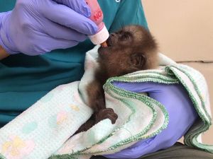 Pandemi Corona, KLHK Pastikan Satwa di Lembaga Konservasi Baik & Sehat