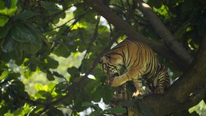Harimau Sumatera Beraksi, Warga DKI Nonton Via Daring