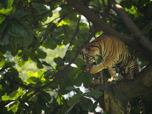 Harimau Sumatera Beraksi, Warga DKI Nonton Via Daring