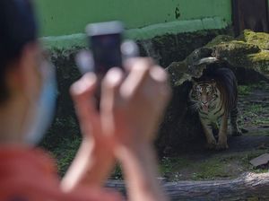 Buat yang Kangen, Ragunan Hadirkan Kebun Binatang via Instagram
